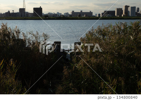 枯れた草むらで鬱蒼とした河原、東京下町の原っぱ 134800840