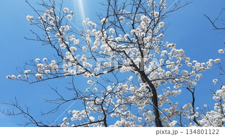 青空に映える桜 青空に映える桜 134801122