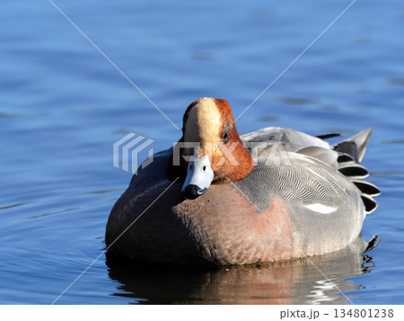 ヒドリガモ 134801238