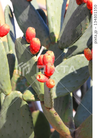 ウチワサボテンの赤い果実 134801350