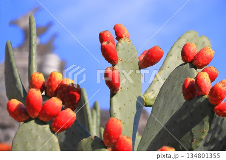 ウチワサボテンの赤い果実 134801355