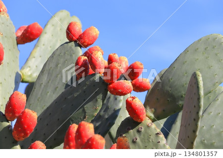 ウチワサボテンの赤い果実 134801357