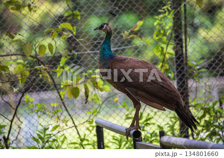 日本 ジャパン 日本国 134801660