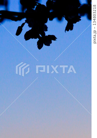 夕闇に溶ける桜の花シルエット_縦 夕闇に溶ける桜の花シルエット_縦 134803218