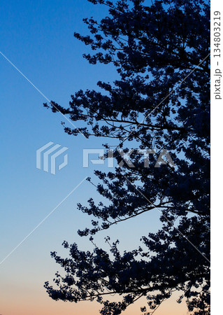 夕景の空を彩る桜のシルエット_縦 134803219