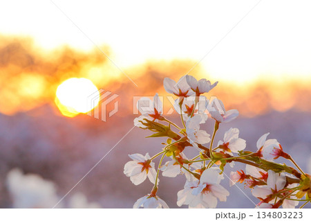 桜写真｜輝く夕日背景｜淡い色合い 134803223