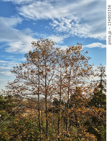 beautiful view of the nature. Autumn Trees Against Blue Sky. Bare Trees in Sunlight. Seasonal Landscape. beautiful view of the nature. Autumn Trees Against Blue Sky. Bare Trees in Sunlight. Seasonal Landscape. 134803356