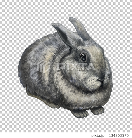 Fluffy gray rabbit isolated on a white background, side view. Cute watercolor animal clip art, hand-drawn in a realistic style, for Easter cards. Fluffy gray rabbit isolated on a white background, side view. Cute watercolor animal clip art, hand-drawn in a realistic style, for Easter cards. 134803570