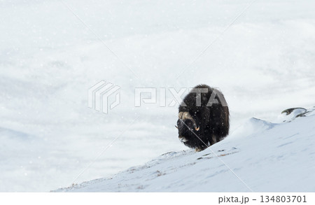 Musk ox standing in snowy winter landscape 134803701