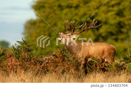 Red deer stag roaring during autumn rut Red deer stag roaring during autumn rut 134803704
