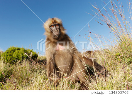 Gelada baboon male grazing in Simien mountains national park, Ethiopia Gelada baboon male grazing in Simien mountains national park, Ethiopia 134803705