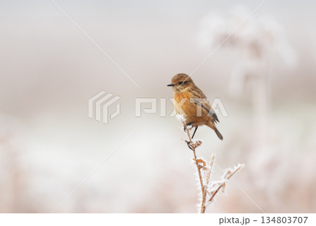 Female European Stonechat on frosty twig in winter 134803707