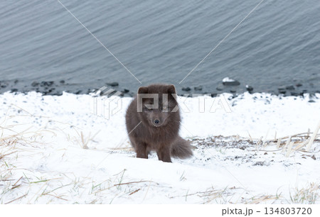 Blue morph Arctic fox standing on a steep snowy bank next to the ocean 134803720