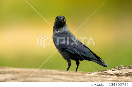 Close-up portrait of Western jackdaw perched on fallen tree Close-up portrait of Western jackdaw perched on fallen tree 134803723