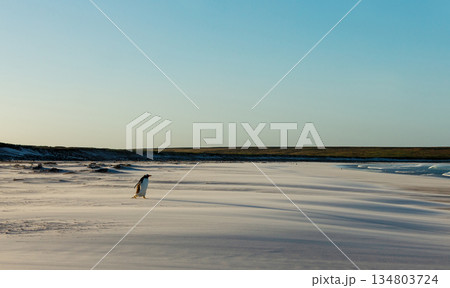 Gentoo penguin walking across a sandy beach in the Falkland Islands 134803724