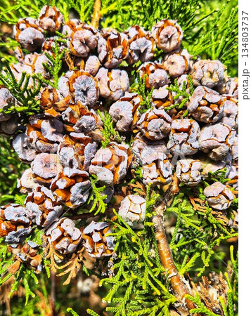 pine cones and needles on a wooden board. conifer tree cones close-up. cypress or thuja fruit cones on branch. Texture of autumn conifer cones pine cones and needles on a wooden board. conifer tree cones close-up. cypress or thuja fruit cones on branch. Texture of autumn conifer cones 134803737