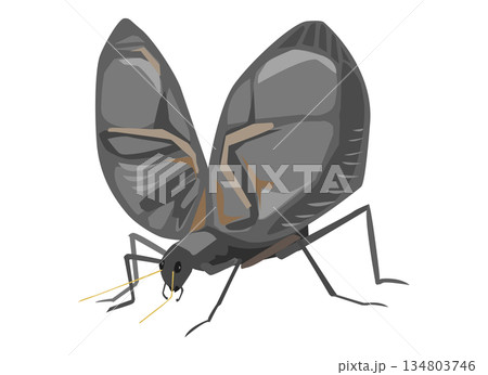 秋の風物詩である鈴虫のイラスト 134803746