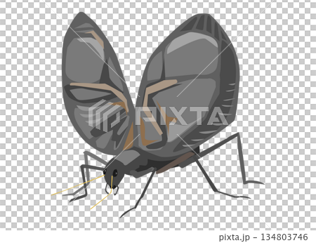 鐘蟋蟀的插圖，它是秋天的象徵。 134803746