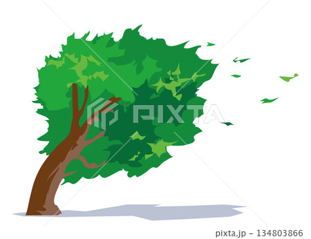 突風に煽られて大きく揺れる木のイラスト 134803866