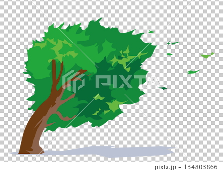 突風に煽られて大きく揺れる木のイラスト 134803866