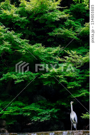 新緑のカエデと佇むアオサギ_縦 新緑のカエデと佇むアオサギ_縦 134803885