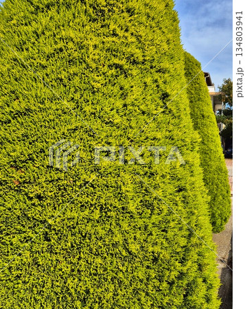 Vertical, dense texture of a well-maintained hedge or wall covered with dense evergreen foliage/needles Vertical, dense texture of a well-maintained hedge or wall covered with dense evergreen foliage/needles 134803941