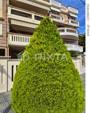 Vertical, dense texture of a well-maintained hedge or wall covered with dense evergreen foliage/needles 134803942