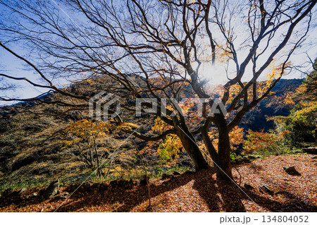 愛岐トンネル群秋の特別公開 134804052
