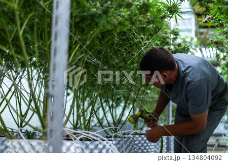 A dedicated laborant trims cannabis buds in a well-organized plantation under bright lights. A dedicated laborant trims cannabis buds in a well-organized plantation under bright lights. 134804092