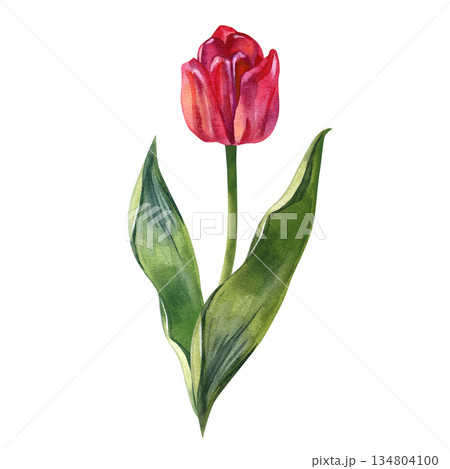 Elegant watercolor illustration of a red tulip with a long green leaf, painted in a soft natural style. Romantic botanical artwork perfect for spring designs, floral stationery, wedding decor, and Elegant watercolor illustration of a red tulip with a long green leaf, painted in a soft natural style. Romantic botanical artwork perfect for spring designs, floral stationery, wedding decor, and 134804100