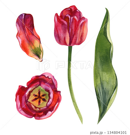 Minimal watercolor tulip set with bud, stem, leaf and top view flower. Clean botanical elements for modern branding, surface design, patterns, textiles, posters, stationery and editorial layouts. Minimal watercolor tulip set with bud, stem, leaf and top view flower. Clean botanical elements for modern branding, surface design, patterns, textiles, posters, stationery and editorial layouts. 134804101