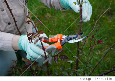 Spring pruning in action: a close view of shears in a gardener's shielded hand making precise cuts on a thriving rose bush. 134804116