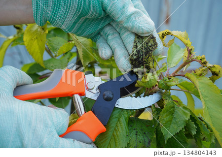 A close-up focus on a leaf swarming with aphids, held carefully between fingers covered in bright green gardening gloves. A close-up focus on a leaf swarming with aphids, held carefully between fingers covered in bright green gardening gloves. 134804143