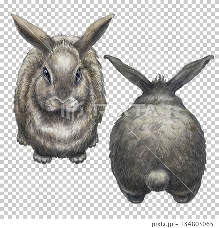 Gray rabbits isolated on a white background with front, rear view. Cute watercolor animal clip art, hand-drawn in a realistic style, for Easter, farm 134805065