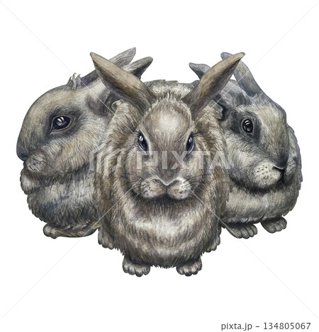 Gray rabbits isolated on a white background. Side, front view. Cute watercolor animal clip art, hand-drawn in a realistic style, for Easter, farm 134805067