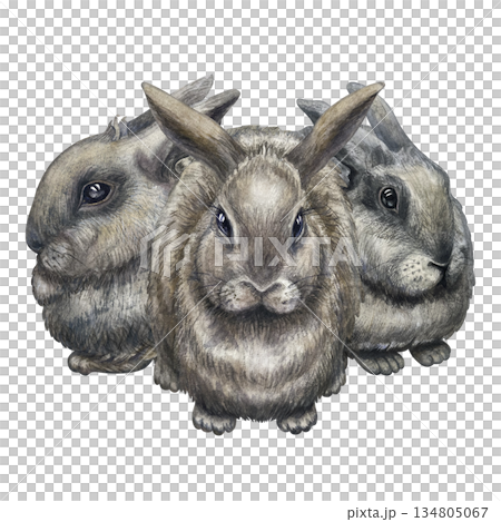 Gray rabbits isolated on a white background. Side, front view. Cute watercolor animal clip art, hand-drawn in a realistic style, for Easter, farm 134805067
