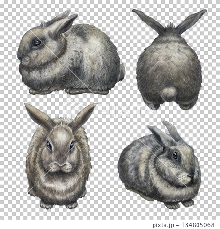 Gray rabbits isolated on a white background....のイラスト素材 [134805068] - PIXTA