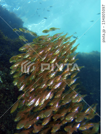 入江に群れるキンメモドキ 134805097
