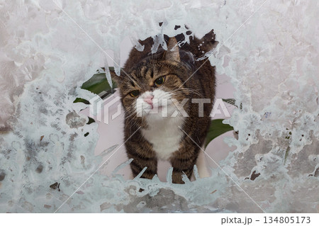 Large grey cat looks curiously out of the winter window 134805173