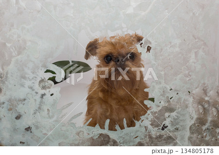 Brussels Griffon dog looks out of a frozen window 134805178