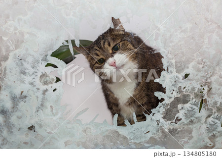Big gray cat looks curiously out of a frozen window 134805180