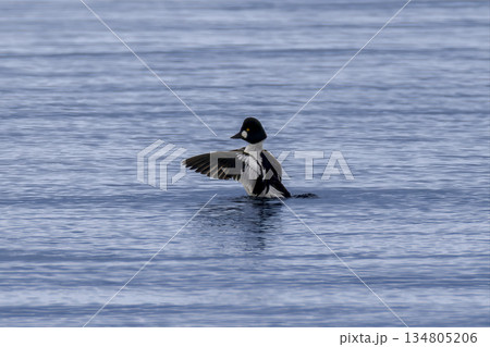 湖に飛来したホオジロガモ 湖に飛来したホオジロガモ 134805206