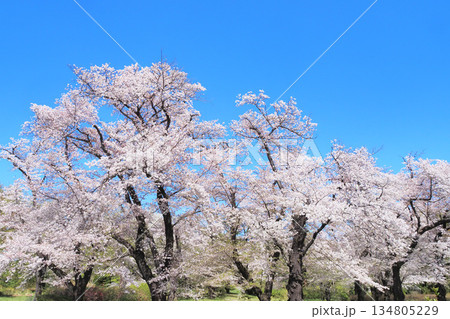 桜の花満開（ソメイヨシノ） 134805229