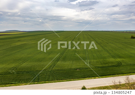 young green wheat 134805247