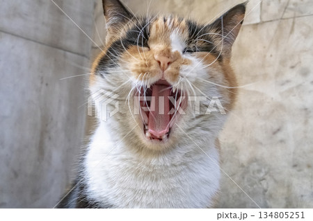yawning yawning 134805251