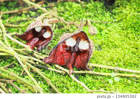 アリストロキア・サルバドレンシスの花 134805302