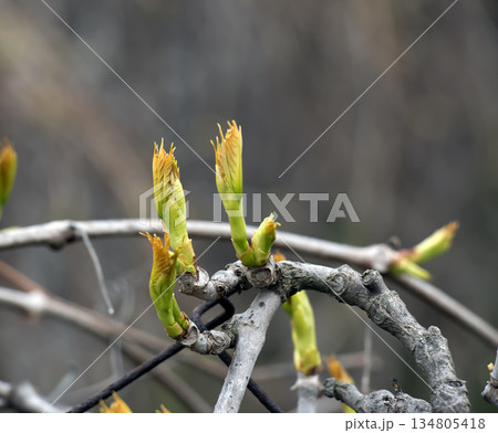 Grapevine buds with small leaves in the first days of spring in a vineyard. Blurred background. 134805418