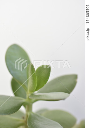 縁紅弁慶 134805501