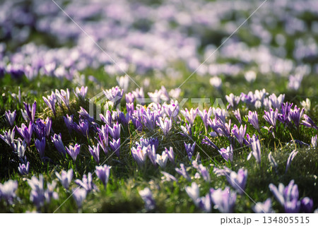 Spring crocus flowers in the green grass, Easter seasonal background 134805515
