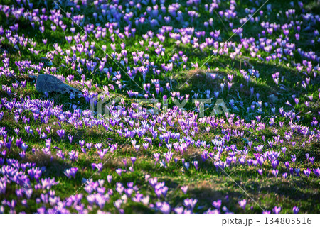 Spring crocus flowers in the green grass, Easter seasonal background Spring crocus flowers in the green grass, Easter seasonal background 134805516